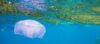 kwal jellyfish